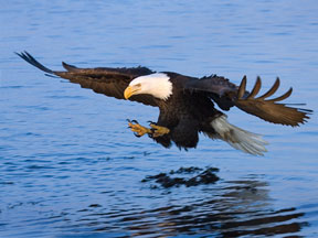 Bald Eagle Fishing - Homer, Alaska
