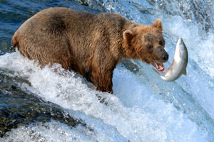 Alaska brown bear fishing for salmon