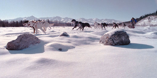 dogsledding in Alaska