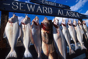 trophy fish - Seward, Alaska